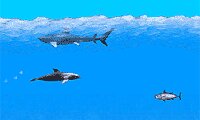 Dolphin Swimming