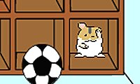 Look for Hamsters