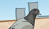 Pigeon’s Revenge