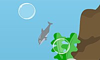Dolphin Dive