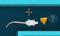 Journey of the Mouse