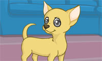 Playful Chihuahua