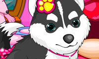 Cats and Dogs Grooming Salon