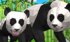 Игры о пандах