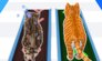 Cat Games
